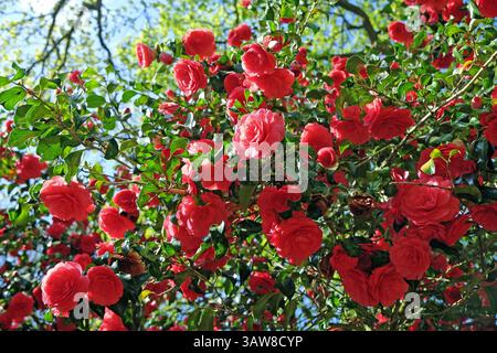 Rote Doppelkamelie „Anna M Page“ in Blüte. Stockfoto