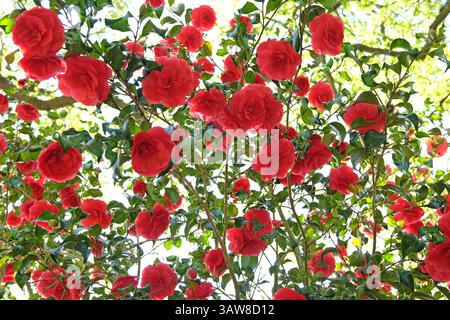 Rote Doppelkamelie „Anna M Page“ in Blüte. Stockfoto