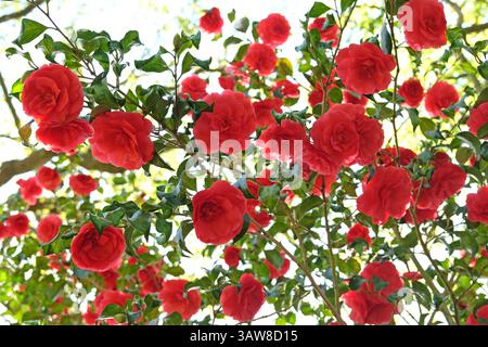 Rote Doppelkamelie „Anna M Page“ in Blüte. Stockfoto