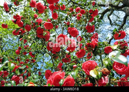 Rote Doppelkamelie „Anna M Page“ in Blüte. Stockfoto
