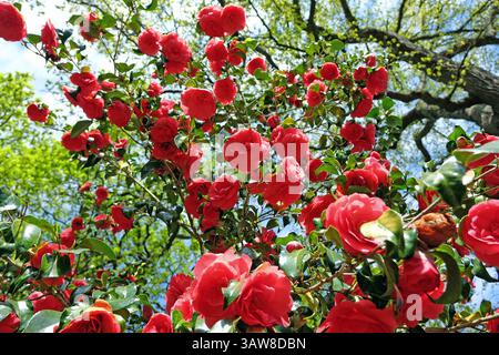 Rote Doppelkamelie „Anna M Page“ in Blüte. Stockfoto