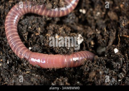Regenwurm auf dem Boden – Makroansicht aus der Nähe. Stockfoto
