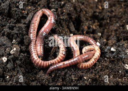 Makroszene aktiver Regenwürmer im Gartenboden. Stockfoto