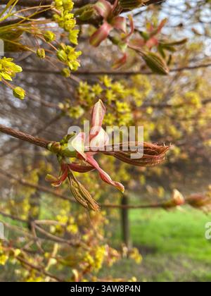 Close-Up of Norway Maple Acer Platanoides Blossoms and Leaves. Stockfoto