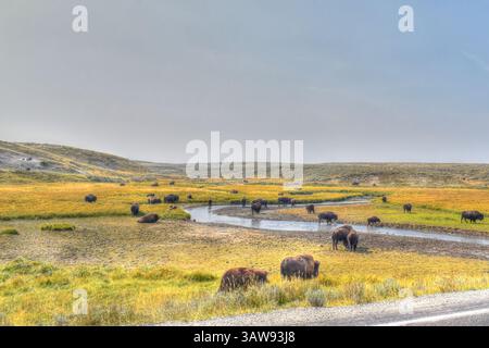 American Bison weidet im Herbst im Yellowstone National Park. Büffel auf der Weide. Stockfoto