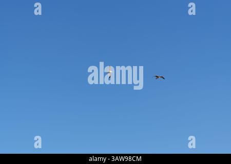 Zwei Möwen schweben anmutig in der Weite des klaren blauen Himmels über einem Küstengebiet Stockfoto