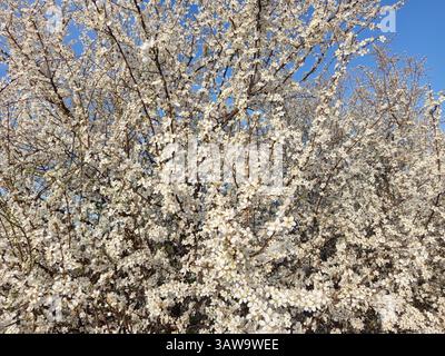 Eine Prunus cerasifera, allgemein bekannt als Kirschpflaume, bedeckt mit weichen weißen bis hellrosa Blüten, die die frühen Zeichen markieren Stockfoto
