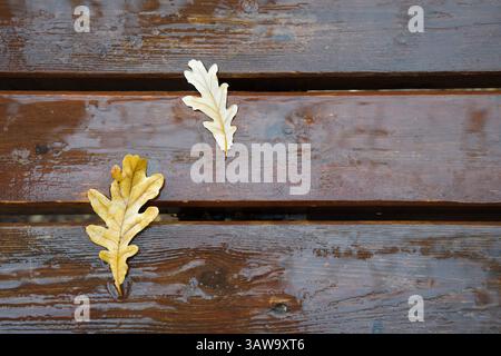 Die Herbstblätter der Eiche auf einer regendurchtränkten Holzbank. Stockfoto