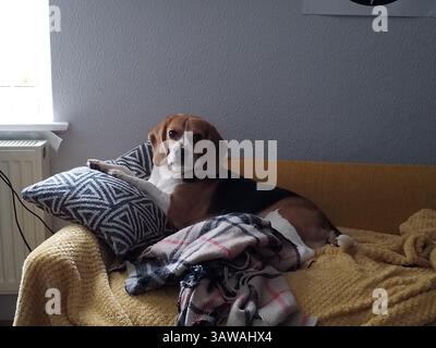 Der Hund liegt auf Decken auf dem Sofa Stockfoto
