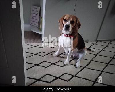 Der Hund sitzt und schaut in die Kamera Stockfoto