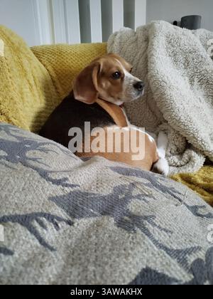Hund sitzt auf Sofa Stockfoto