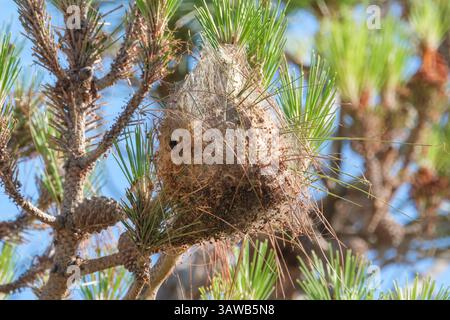 Das Netz der Kiefernprozessionäre Motte (Thaumetopoea pityocampa). Die Kiefer-Prozessionär-Motte ist ein Schmetterling (Motte) der Familie Notodontidae Stockfoto