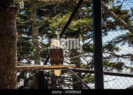 Ein amerikanischer Weißkopfseeadler ruht auf seinem Barsch bei den Mountain Animal Encounters in Linville, North Carolina. Stockfoto
