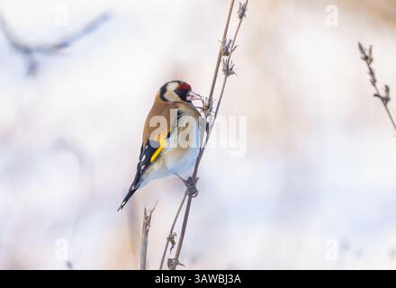 Ein Goldfink sitzt auf einem Unkrautstiel, der unter dem Schnee herausragt und die Samen pickt Stockfoto