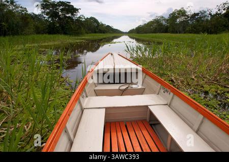 7. März 2016 - Peru - Amazonas-Regenwald: Expedition mit dem Boot entlang des Amazonas bei Iquitos, Loreto, Peru. Auf einem der Zuflüsse des Amazonas nach Iquitos, etwa 40 km in der Nähe der Stadt Indiana. (Bild: © Sergi Reboredo/ZUMA Wire/ZUMAPRESS.com) Stockfoto