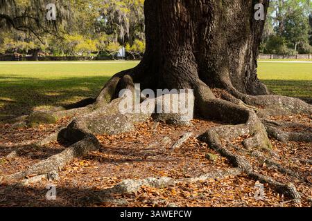 Massive Baumwurzeln verteilen sich auf dem schattigen Boden am Middleton Place, Charleston, und erinnern an Stärke, Alter und natürliche Schönheit in einem historischen südlichen La Stockfoto