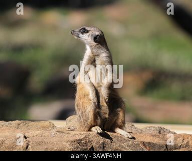 Erdmännchen stehen in einer wachsamen Haltung auf einem Felsen Stockfoto