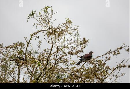 Kereru oder neuseeländische Taube oder Holztaube (Hemiphaga novaeseelandiae) auf Südinsel, Neuseeland Stockfoto