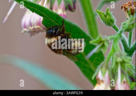 Ein Beinwell-Blatt bietet Unterschlupf für eine ausstehende Hummel Stockfoto