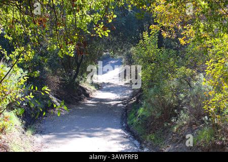 Von Bäumen gesäumter Weg durch den Wald Stockfoto