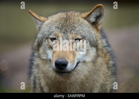 Wolf (Canis Lupus), Wolf in Nahaufnahme, fokussiert und aufmerksam, mit detailliertem Pelz, Deutschland, Europa Stockfoto