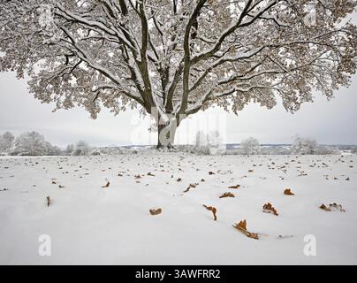 Englische Eiche (Quercus robur), mit herbstlichen Blättern im Schnee, Birri, Freiamt, Kanton Aargau, Schweiz, Europa Stockfoto