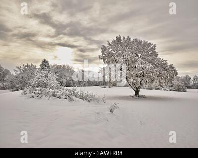 Englische Eiche (Quercus robur), mit herbstlichen Blättern im Schnee, Birri, Freiamt, Kanton Aargau, Schweiz, Europa Stockfoto