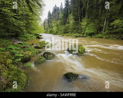 Blattbuchen, im Vordergrund moosbedeckte Steine am Fluss Sihl, Sihlsprung, Menzingen, Kanton Zug, Schweiz, Europa Stockfoto