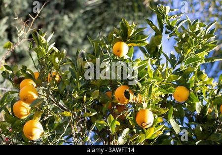 Gelbe Zitrusfrüchte, die im Sommer auf dem Baum wachsen Stockfoto