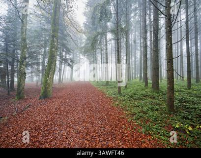 Herbstlaub auf Waldweg durch den Nebelwald, Beinwil, Freiamt, Kanton Aargau, Schweiz, Europa Stockfoto