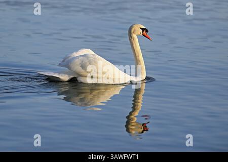 Stummgeschwan (Cygnus olor), Schwimmen, Schweiz, Europa Stockfoto