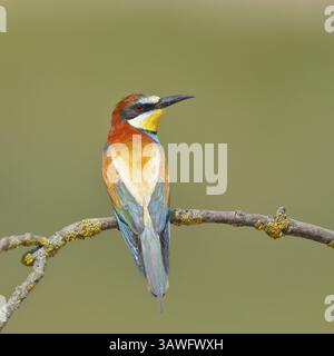 Europäischer Bienenfresser (Merops apiaster) auf einem mit grüner Flechte bedeckten Zweig, Blick auf den Rücken, Neusiedler See, Burgenland, Österreich, Europa Stockfoto