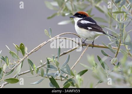 Rothaarige Krabbe (Lanius Senator), Tiere, Vögel, Sotzwarte, Songbird, Familie Shrike, Lesbos, Lesbos Island, Griechenland, Europa Stockfoto