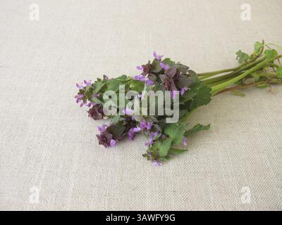Ein Kräuterstrauß mit roter Brennnessel, Lamium purpureum Stockfoto
