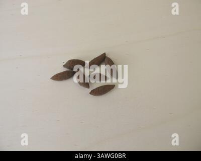 Olivensteine, Olivenkerne, um einen Olivenbaum zu wachsen Stockfoto