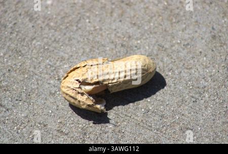 Erdnussschale auf dem Boden Stockfoto