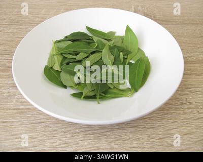 Frische Goji-Blätter auf einem Teller Stockfoto