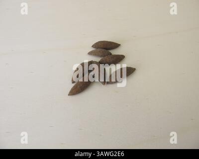 Olivensteine, Olivenkerne, um einen Olivenbaum zu wachsen Stockfoto