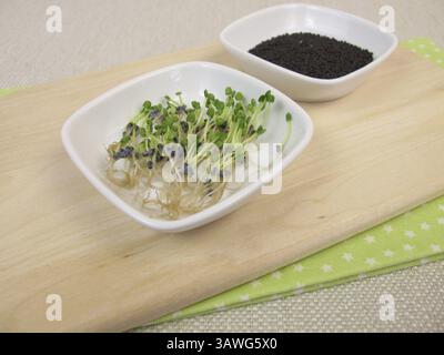 Basilikumsprossen und Basilikumsprossen Stockfoto