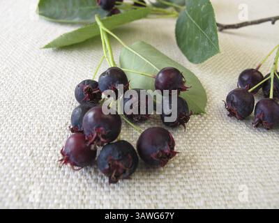 Reife Steinbirnen Stockfoto