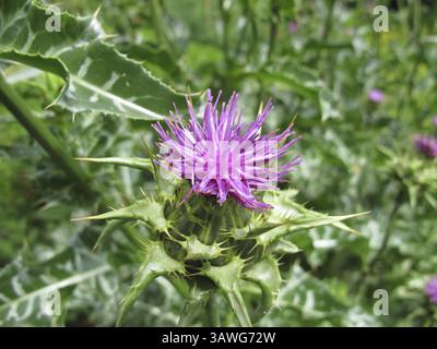 Blühende Mariendistel, Silybum marianum Stockfoto