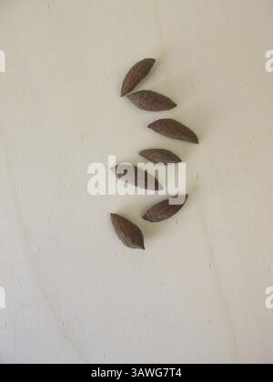 Olivensteine, Olivenkerne, um einen Olivenbaum zu wachsen Stockfoto