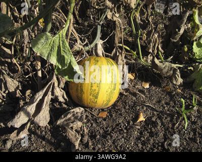 Ölkürbis auf dem Feld, Cucurbita pepo var Stockfoto