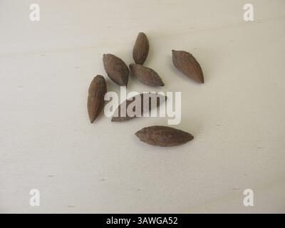 Olivensteine, Olivenkerne, um einen Olivenbaum zu wachsen Stockfoto