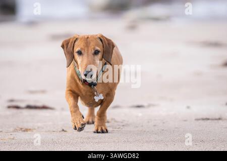 Glatthaariger Dackel, der am Ufer des Meeres läuft. Bräunlich-roter Dackel auf Naturhintergrund. Dackelhund, auch bekannt als der wiener Hund. Stockfoto