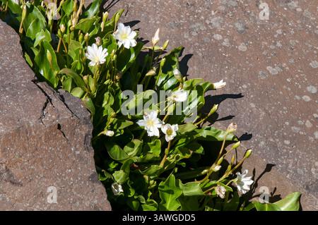 Akureyri Island, weiß blühende lewisia tweedyi, die im Steingarten wächst Stockfoto
