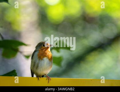 Nahaufnahme eines europäischen robinvogels, der auf einem Zaun sitzt Stockfoto