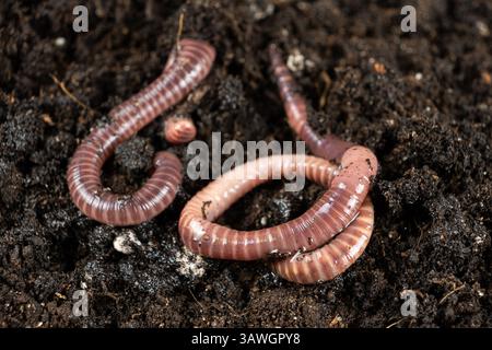 Lebende Köder Regenwürmer bereit zum Angeln Hook. Stockfoto