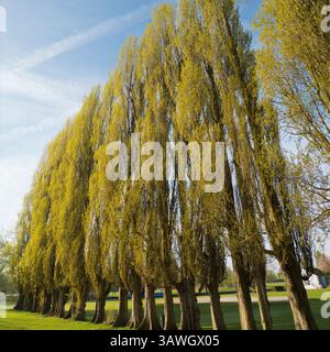 Avenue of Trees in Spring Bud, Abingdon Oxfordshire. Abbey Fields ist ein öffentlicher Park neben der Themse in Abingdon, Oxfordshire. Der Name stammt von der mittelalterlichen Abtei, die lange Zeit verschwunden war. Hier sehen wir eine wunderschöne Reihe von Bäumen im Frühling, beleuchtet von der Morgensonne. Stockfoto