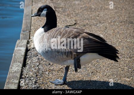 Warum stehen einige Vögel - wie diese schöne Canada Goose in Milton Keynes - auf einem Bein? Einfach. Dies hilft, die Körpertemperatur zu regulieren, wobei diese seltsame Haltung verwendet wird, um ihnen zu helfen, so viel Körperwärme wie möglich zu sparen, wenn sie durch ihre federlosen, gewebten Füße abgeführt wird. Gegründet in den 1960er Jahren, war Milton Keynes in Buckinghamshire eine der „New Towns“ Großbritanniens aus dieser Zeit. Oft verhöhnt für seine düstere moderne Architektur, unzählige Kreisverkehre und berüchtigte Betonkühe, ist es eigentlich ein ziemlich schöner Ort zum Leben, voller Parks, Spaziergänge, Kanäle und Wasserstraßen. Auf IT Stockfoto